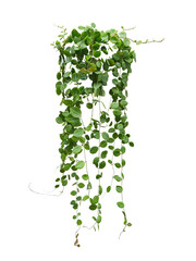 Hanging vine plant succulent leaves of Hoya (Dischidia ovata Benth), indoor houseplant isolated on transparent background. - 589728793