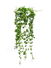 Foto op Canvas Hanging vine plant succulent leaves of Hoya (Dischidia ovata Benth), indoor houseplant isolated on transparent background. © nunawwoofy