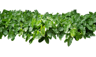 Tropical green leaves bush, lush foliage nature garden isolated on transparent background