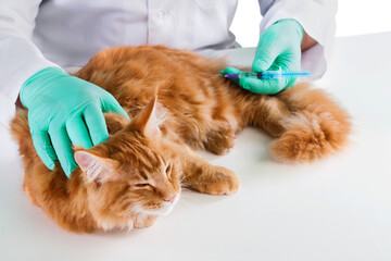 Cat vet pet veterinarian animal syringe vaccine - obrazy, fototapety, plakaty