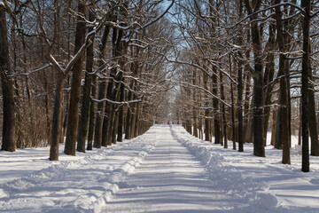 Ramp alley in the Catherine Park of Tsarskoye Selo on a sunny winter day, Pushkin, St. Petersburg,...