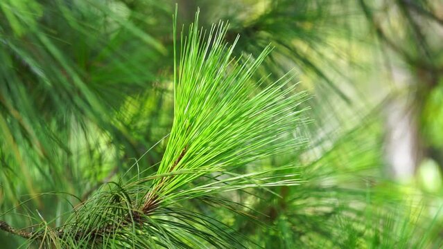 Pine leaves with a natural background