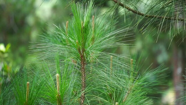 Pine leaves with a natural background