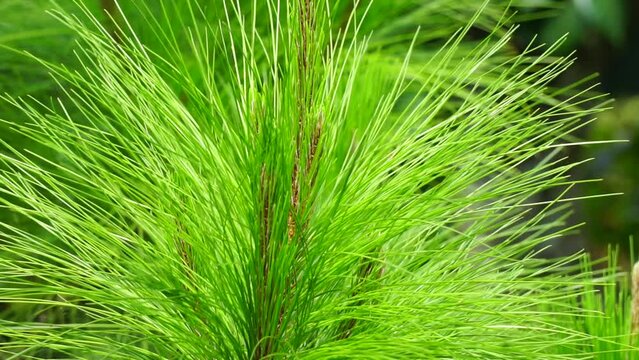 Pine leaves with a natural background