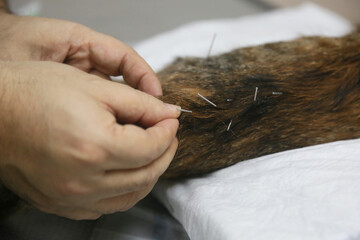 Veterinarian doing acupuncture treatment to paralyzed cat in Istanbul, Turkey.