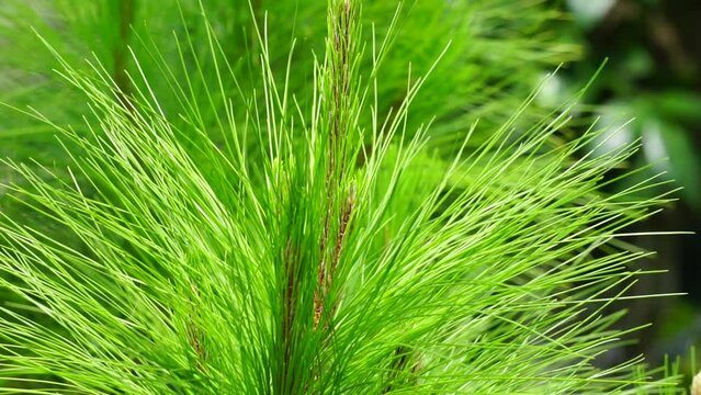 Pine leaves with a natural background