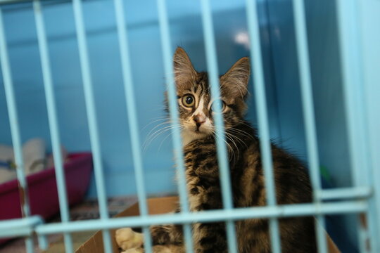 The kitten is in a cage at the pet motel in Istanbul, Turkey.