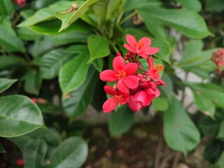 Peregrina, commonly known as peregrina or spicy jatropha, is a shrub of a species of compound flowering plant in the euphorbia family, Euphorbiaceae, native to Cuba and Hispaniola.