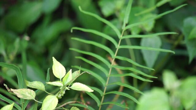 Pteris vittata (Also known as Chinese brake, Chinese ladder brake, simply ladder brake, Pakis rem cina). It is grown in gardens for its attractive appearance or used in pollution control schemes