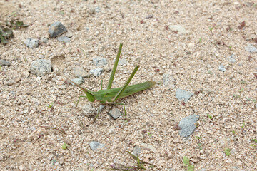 long-headed grasshopper on soil background.