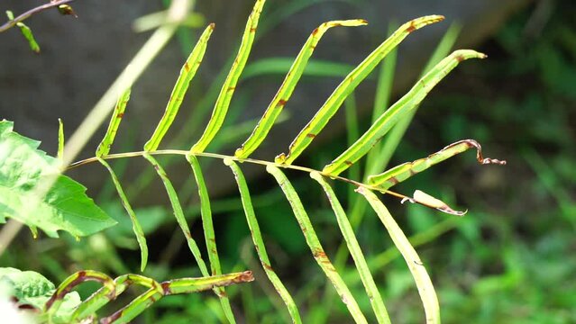 Pteris vittata (Also known as Chinese brake, Chinese ladder brake, simply ladder brake, Pakis rem cina). It is grown in gardens for its attractive appearance or used in pollution control schemes