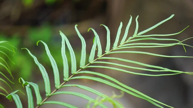 Pteris vittata (Also known as Chinese brake, Chinese ladder brake, simply ladder brake, Pakis rem cina). It is grown in gardens for its attractive appearance or used in pollution control schemes