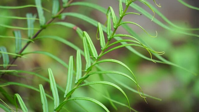 Pteris vittata (Also known as Chinese brake, Chinese ladder brake, simply ladder brake, Pakis rem cina). It is grown in gardens for its attractive appearance or used in pollution control schemes