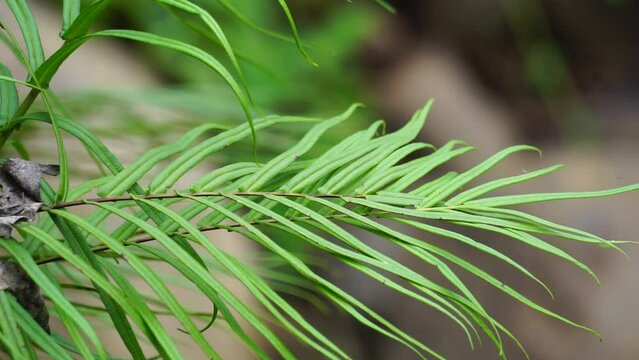 Pteris vittata (Also known as Chinese brake, Chinese ladder brake, simply ladder brake, Pakis rem cina). It is grown in gardens for its attractive appearance or used in pollution control schemes
