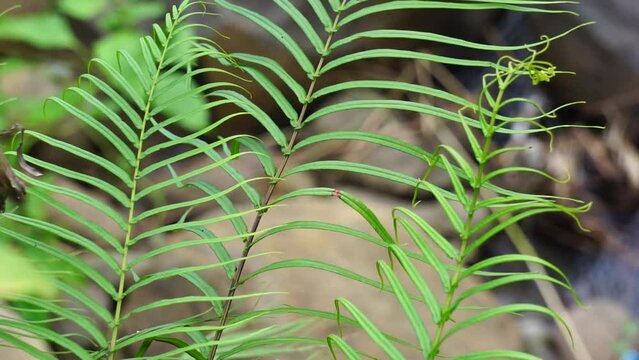 Pteris vittata (Also known as Chinese brake, Chinese ladder brake, simply ladder brake, Pakis rem cina). It is grown in gardens for its attractive appearance or used in pollution control schemes