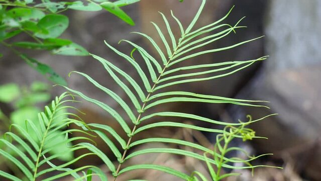 Pteris vittata (Also known as Chinese brake, Chinese ladder brake, simply ladder brake, Pakis rem cina). It is grown in gardens for its attractive appearance or used in pollution control schemes