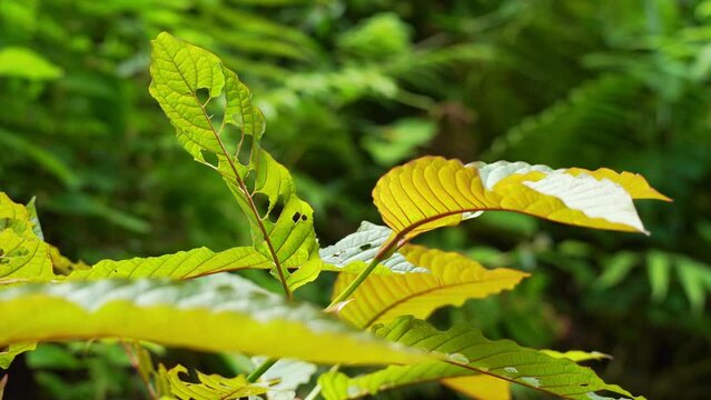 Garden people picking the leaf, Kratom leaves in the garden (Mitragyna speciosa) Mitragynine, Drugs and Narcotics,Kratom is Thai herbal which encourage health