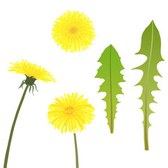 Obraz premium Dandelion flower and leaf illustration, 민들레 꽃과 잎 일러스트