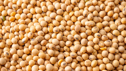Lots of soybean seeds stacked together, healthy cereal concept.