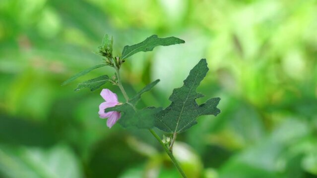 Urena lobata (Also called Pulutan, Caesarweed, Congo jute,
Urena americana, Urena chinensis, Urena diversifolia) plant. Caesarweed is considered an invasive species
