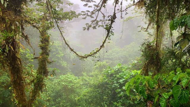 Tropical rainforest jungle with lush plants and lianas.  Jungle shrouded in mist: lush vegetation with lianas and moss, veiled by dense fog in the Monteverde cloud forest