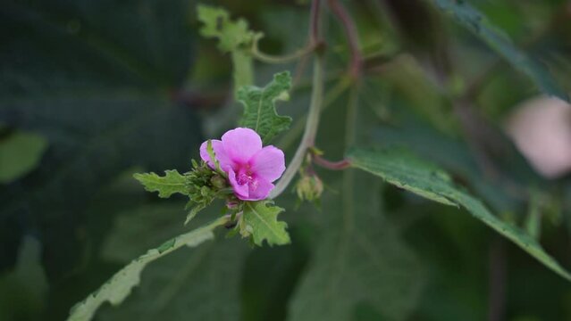 Urena lobata (Also called Pulutan, Caesarweed, Congo jute,
Urena americana, Urena chinensis, Urena diversifolia) plant. Caesarweed is considered an invasive species