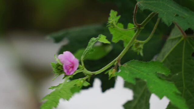 Urena lobata (Also called Pulutan, Caesarweed, Congo jute,
Urena americana, Urena chinensis, Urena diversifolia) plant. Caesarweed is considered an invasive species