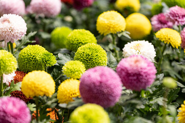 Ping-pong chrysanthemum grown in botanical gardens