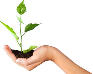Green plant with soil in human hand isolated on white background