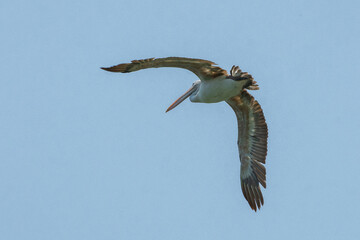 Spot billed pelican