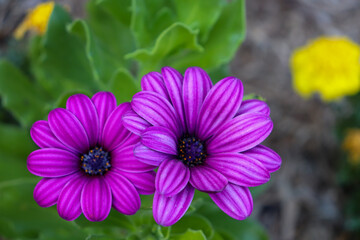 marguerite flowers