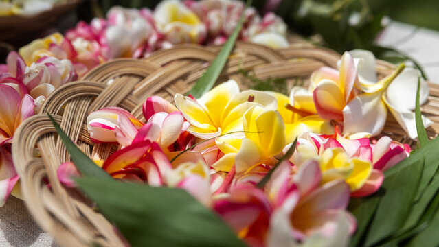 Fototapeta Woman making Hawaiian Lei and Hahu. Process of Handmade flower crown made from Hawaii flower Plumeria.