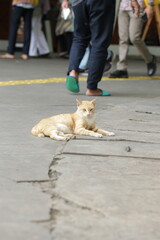 sleeping cat on the street of jakarta