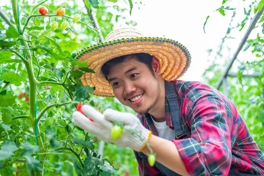 teen modern gardener he watched tomato farming and was happy with his produce. , modern farmer , Smart Farm