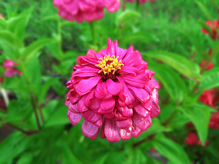 Closeup Shot of Youth-and-age Also Known As Zinnia Flower (Zinnia Elegans) Plant in the Asteracea Family