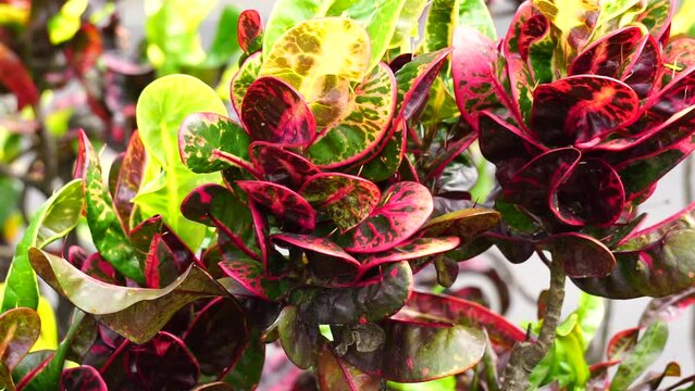 Codiaeum variegatum (Croton, Variegated Laurel, Garden Croton, Orange Jessamine, puring) in the garden. Exotic botanical tropical green plants with wide and colorful leaves in a close-up shot.