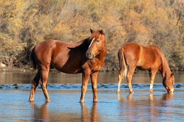 Dark and light bay stallions standing in water during morning golden hour in the Salt Creek near...