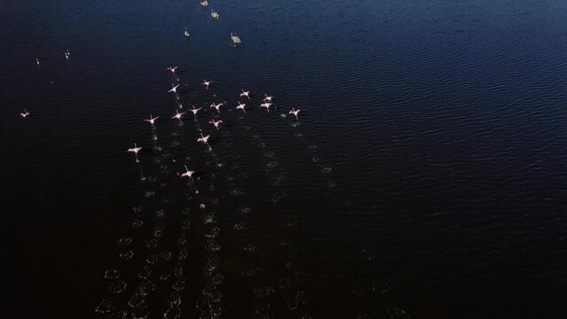 Flock of flamingoes fly over a lake