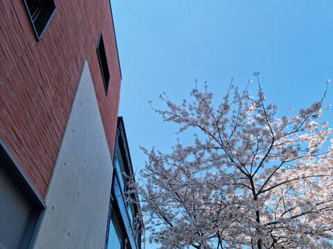 Landscape with red brick buildings and cherry blossom trees.