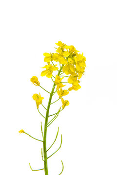 Blossoms, rapeseed flowers isolated on white background, 