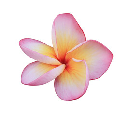 Plumeria or Frangipani or Temple tree flower. Close up pink-yellow plumeria flowers isolated on transparent background.