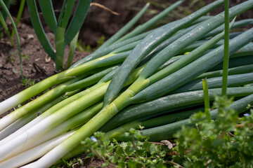 掘りたての長葱