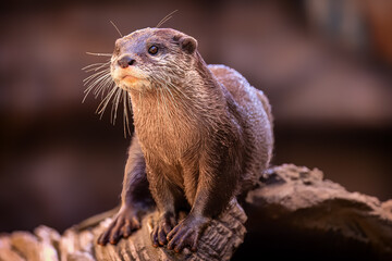 Naklejka na ściany i meble Adorable Otter posing for a portrait