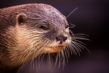 Adorable Otter posing for a portrait