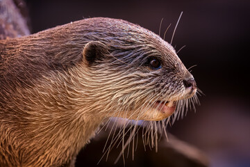 Adorable Otter posing for a portrait