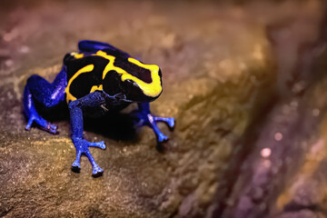 Poison Dart Frog perched on a rock