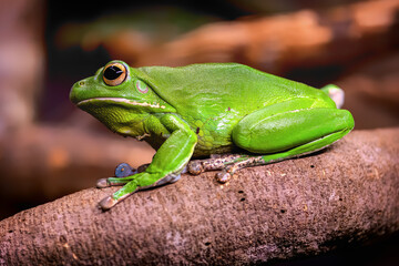 White-Lipped Tree Frog calling in the night