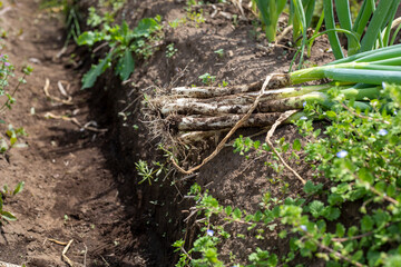 無農薬で育った泥つきのねぎ
