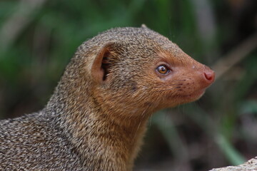 Close up of dwarf mongoose
