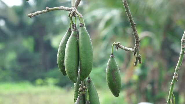 The fruit of Ceiba pentandra (cotton, Java kapok, silk cotton, samauma) with a natural background. Indonesian used this plant as bed
